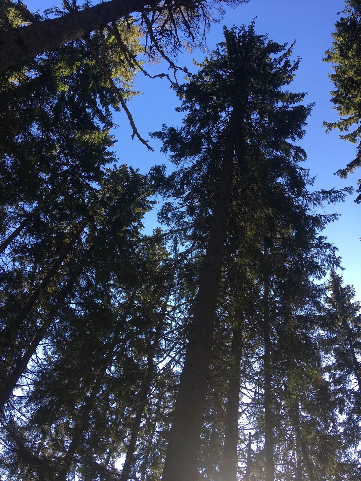 Kuusten latvat sinistä taivasta vasten alhaalta kuvattuna