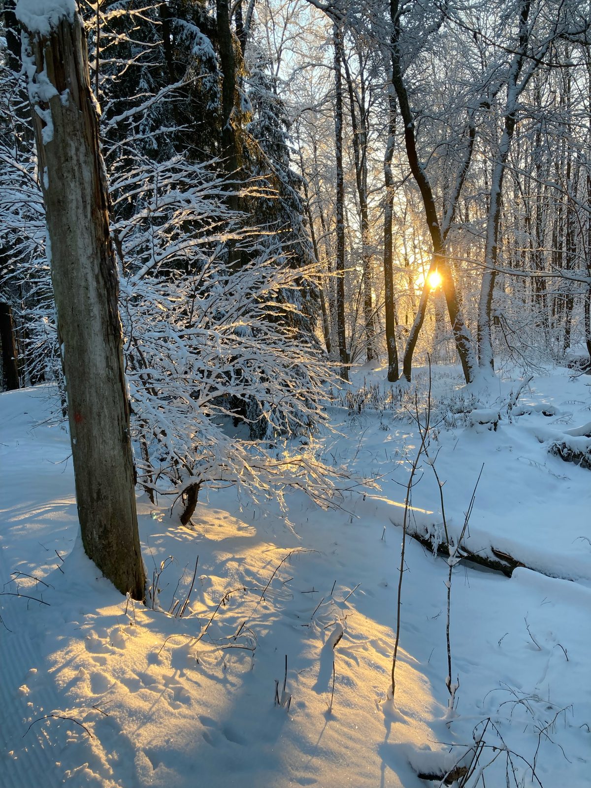 Matala talviaurinko paistaa huurteisen metsän läpi hangelle