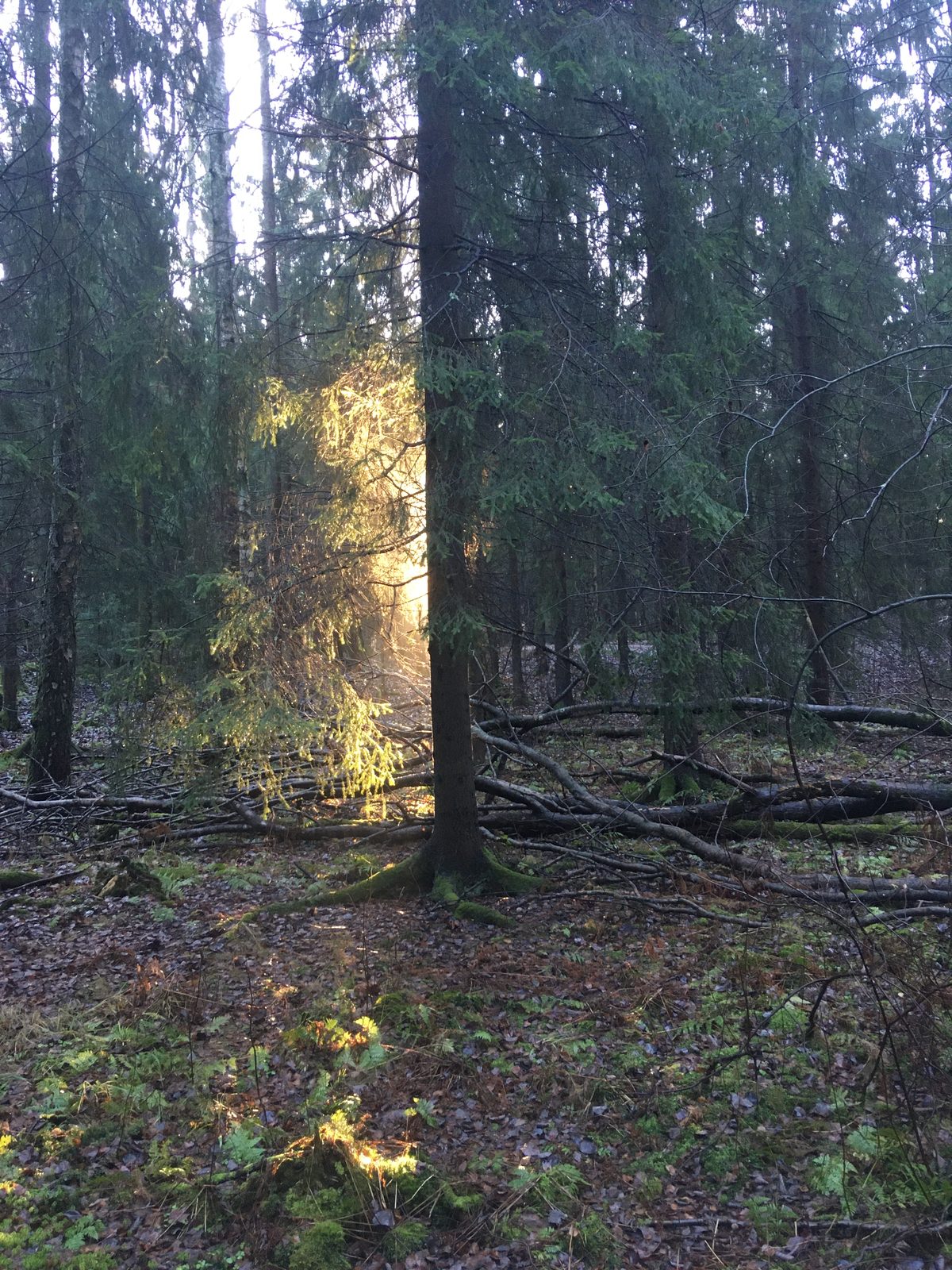 Auringonvalo osuu hämärän kuusikon pohjalle